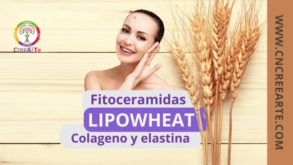 Fitoceramidas-de-Lipowheat-Estimula-la-Produccion-de-Colageno-y-Elastina