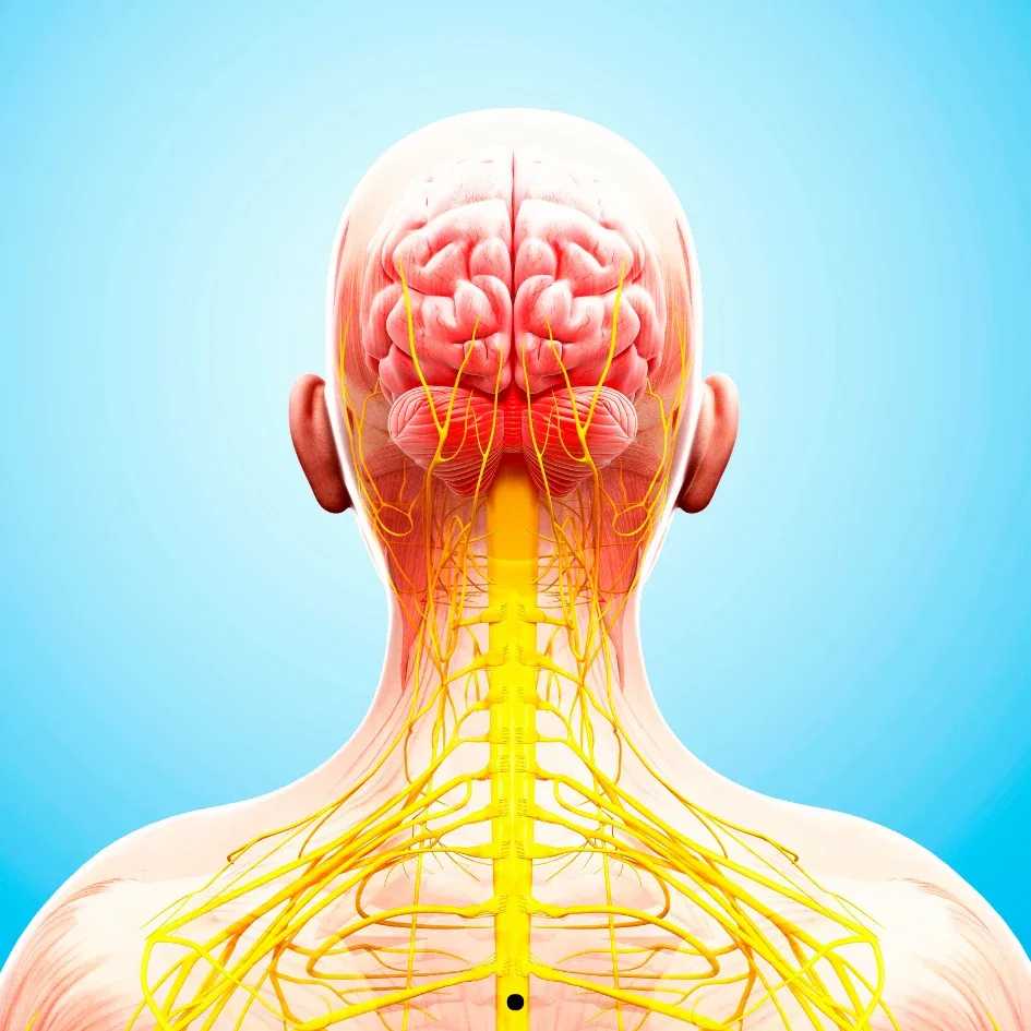 Ilustración detallada del sistema nervioso central, mostrando el cerebro y la médula espinal con nervios amarillos destacados, sobre un fondo azul claro.